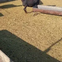 میش سیاه و سفید