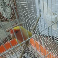 طوطی برزیلی|پرنده|اصفهان, فردوان|دیوار