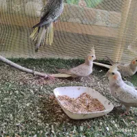 عروس هلندی|پرنده|چمستان, |دیوار