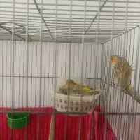 ی جفت قناری ....