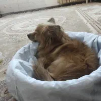 پامر روباهی