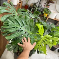 گیاه مونسترا برگ انجیری سایز کینگ