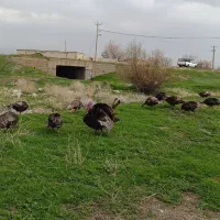 تخم بوقلمون