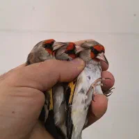 سهره گل بلند درشت و کشیده|پرنده|خرمدره, |دیوار