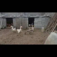 قو غاز ماده