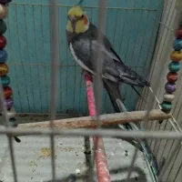 عروس. نر