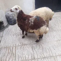 گوسفند زنده 100٪100بهداشتی