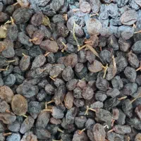 کشمش آفتابی وکشمش پلویی بوانات،باغدار