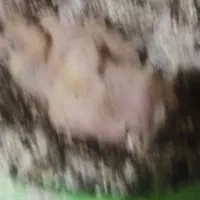 ماده طوقی گم شده|پرنده|شوشتر, |دیوار