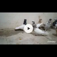 دسته رنگی هوایی|پرنده|شیراز, شهرک گلستان|دیوار