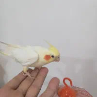 عروس هلندی معاوضه با طوطی برزیلی|پرنده|حاجیلار, |دیوار