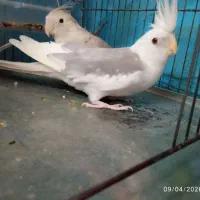 جفت عروس آلبینو دو کت و وایت فیس چشم شرابی