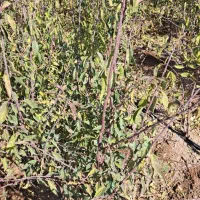 انواع نهال میوه ،بادام