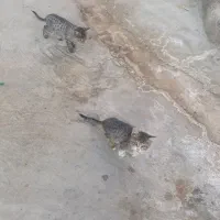 گربه خانگی نروماده