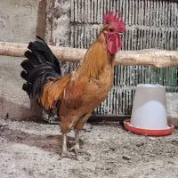 مرغ و خروس محلی برهما و سلطان