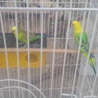 یک جفت مرغ عشق