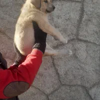 توله غراقی ر ایگان|سگ|تبریز, |دیوار