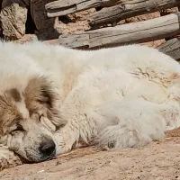 سگ قدرجونی بزرگ|سگ|تهران, بوستان ولایت|دیوار