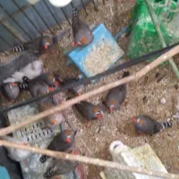 فنچ  همه رنگ|پرنده|گلستان (تهران), |دیوار