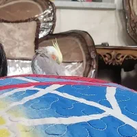 عروس هلندی گمشده