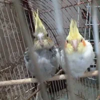 دوتا جوجه پرنده عروس