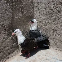 جوجه کربلایی کاکل