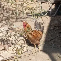 خروس زیبا و بزرگ کاکلی|حیوانات مزرعه|رزن, |دیوار