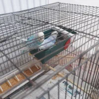 انگلیسی|پرنده|مشکین‌دشت, |دیوار