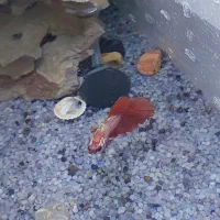 ماهی|ماهی|قم, شهرک امام حسن|دیوار