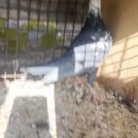 زاغ بوره نر ب شرط