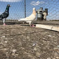 سه جفت هفت رنگ|پرنده|اقبالیه, |دیوار