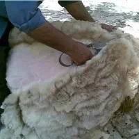 پشم گوسفند و پشم بره