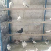 ۷۰ طوق کبوتر پرشی.پرنده سرای ملارد