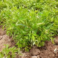 شیطیل بادمجان توپی(گرد) سنتی