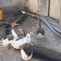 ۴ عددغاز
