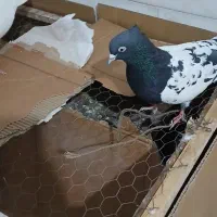 یک جفت کفتر کله