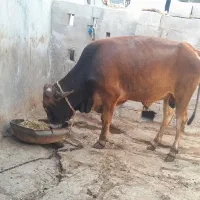 گوساله نر