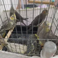 جوجه طوطی عروس