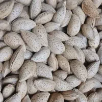 بادام سنگی آبی