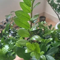 فروش گل آپارتمانی