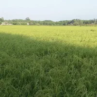 فروش زمین شالیزار برنج ۶۵۰۰ متر|فروش زمین و ملک کلنگی|آستانه اشرفیه, |دیوار