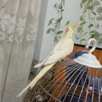 عروس هلندی|پرنده|شیراز, پانصد دستگاه ارتش|دیوار