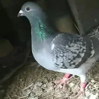 کبوتر