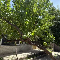 باغ ویلا زمین بافت کنتور اختصاصی تهراندشت سعیدآباد|فروش خانه و ویلا|کرج, فاز ۱ مهرشهر|دیوار