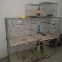 لانه فنج کوتوله مرغ عشق