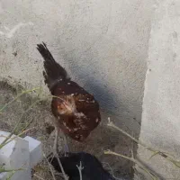 مرغ و خروس محلی مرغ گلیل|حیوانات مزرعه|دینور, |دیوار