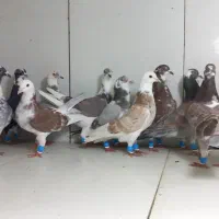 دسته ۱۶تایی ابلق و پلنگ