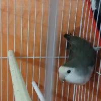 کوتوله برزیلی نر مولد ب شرط