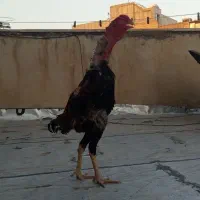 خروس لاری افغان دنگ بالا معاوضه با مرغ اوشامو