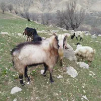 فروش|حیوانات مزرعه|مارگون, |دیوار
